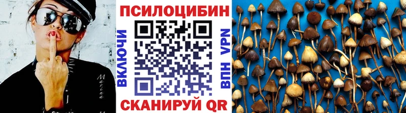 блэк спрут ССЫЛКА наркота Арсеньев Псилоцибиновые грибы Cubensis